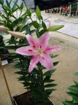 [6281 Lilium 64 No02.JPG]